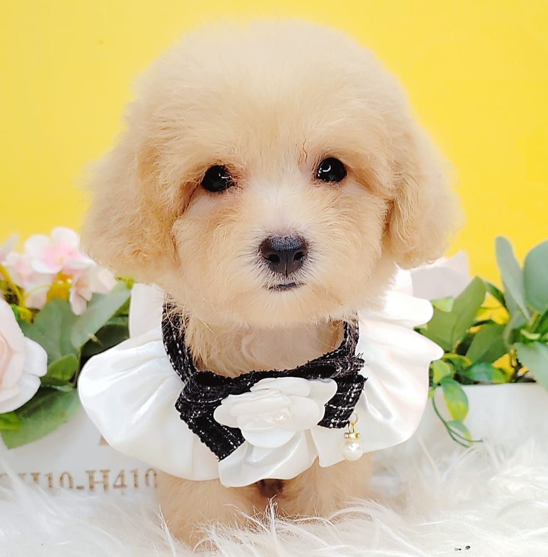 Poodle 娉拌开璐靛