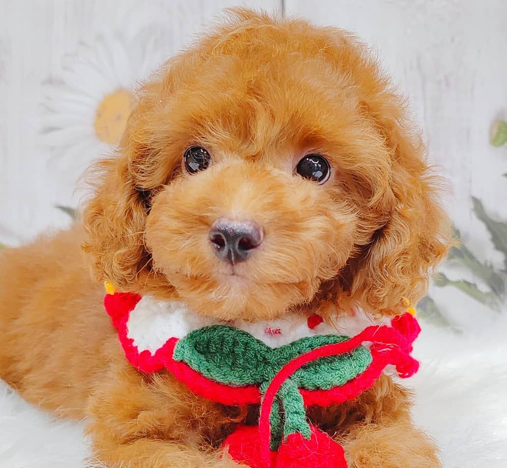 Poodle 娉拌开璐靛
