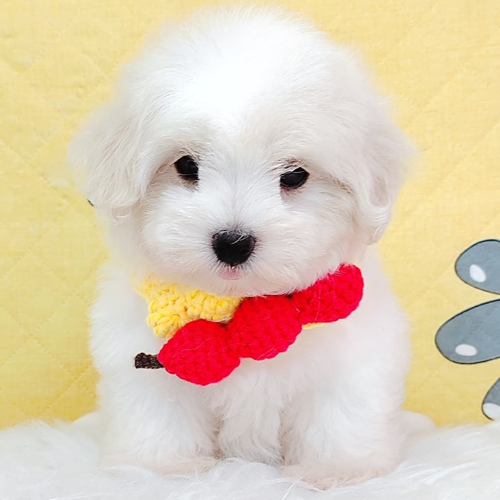 Maltipoo 马尔泰迪