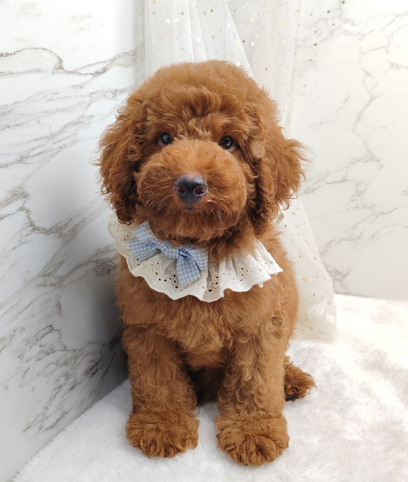 Poodle 娉拌开璐靛