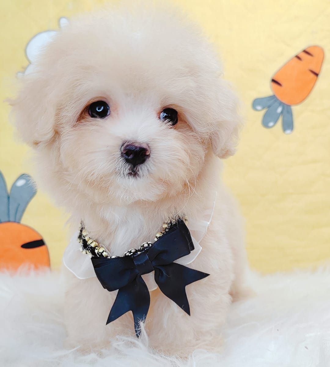 Maltipoo 马尔泰迪