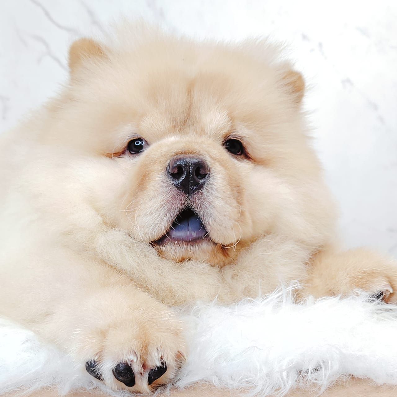 Chow Chow 松狮犬