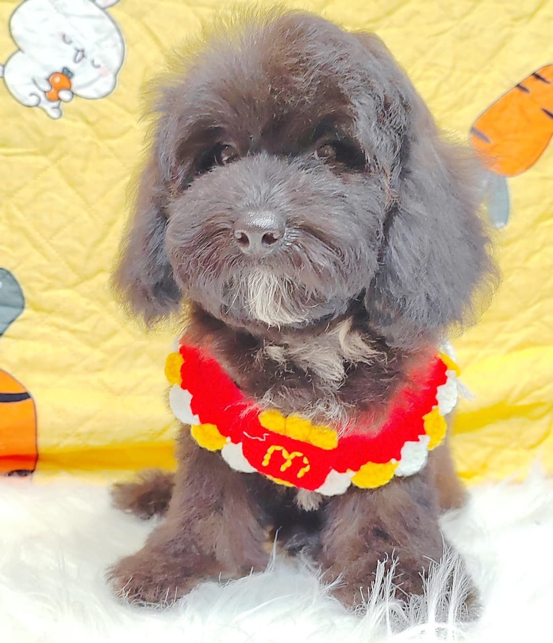 Poodle 璐靛娉拌开