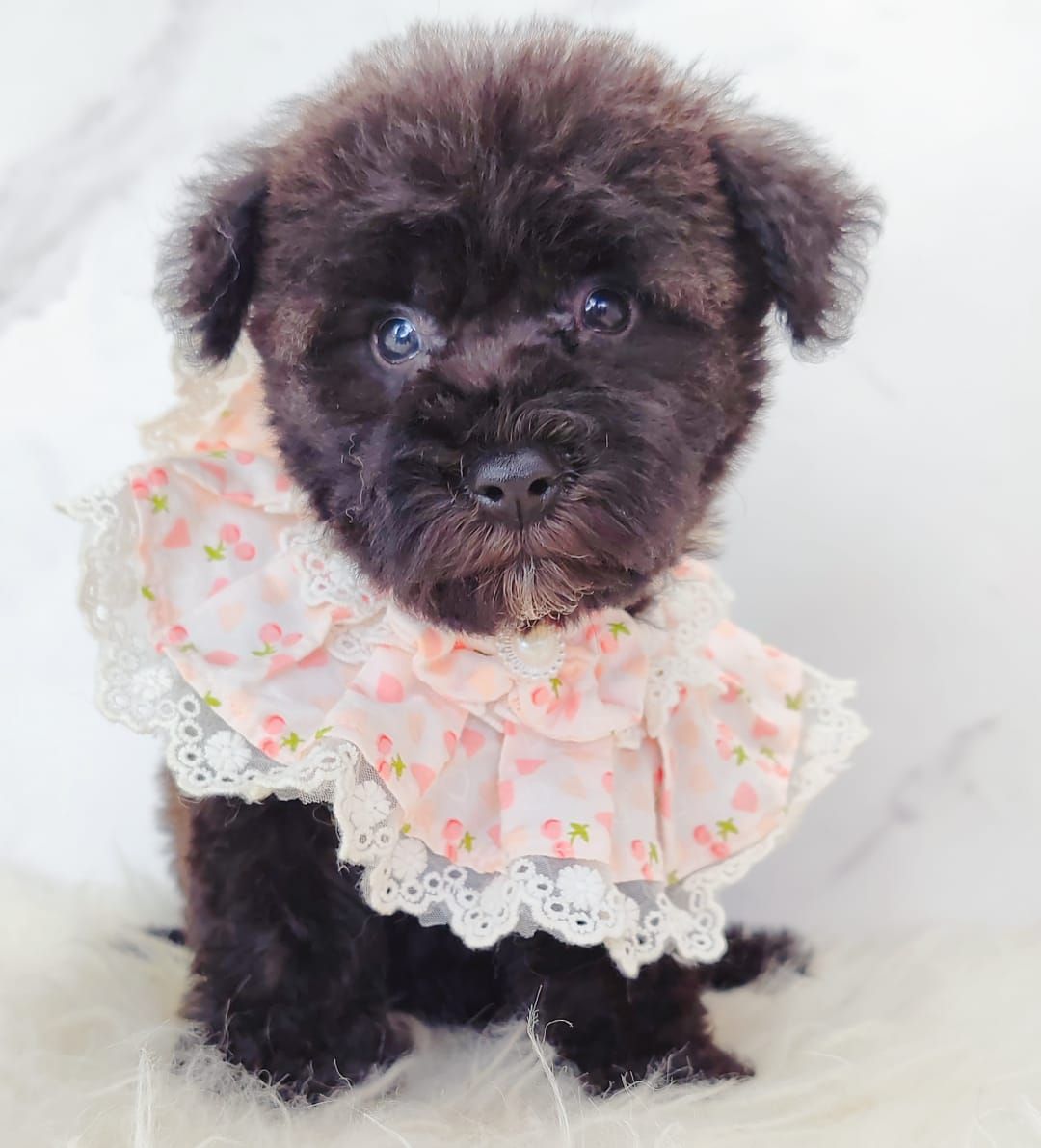 Poodle 娉拌开璐靛