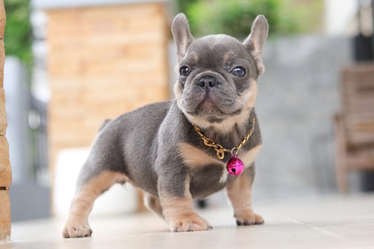 French Bulldog 法斗