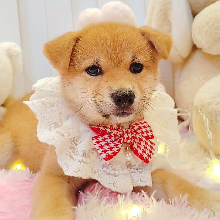 Shiba inu 柴犬
