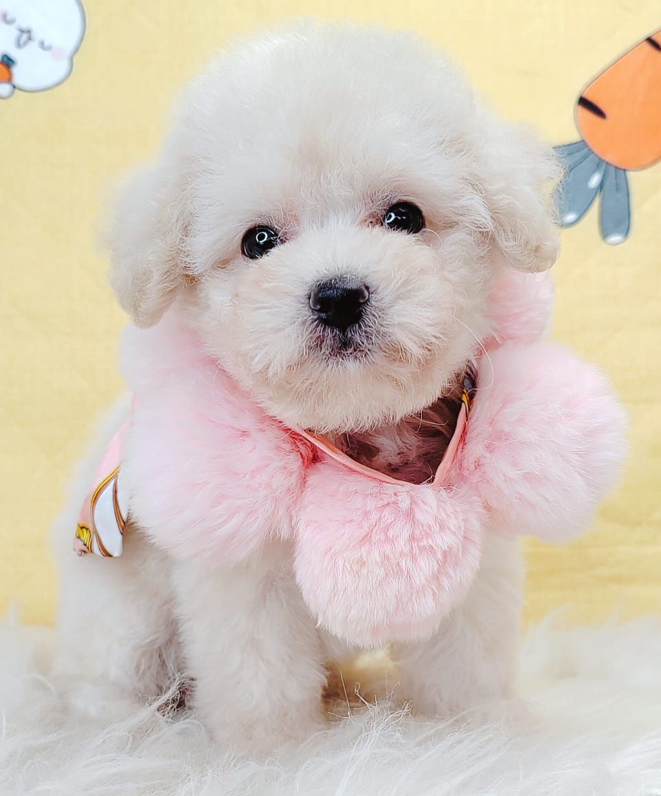 Poodle 娉拌开璐靛
