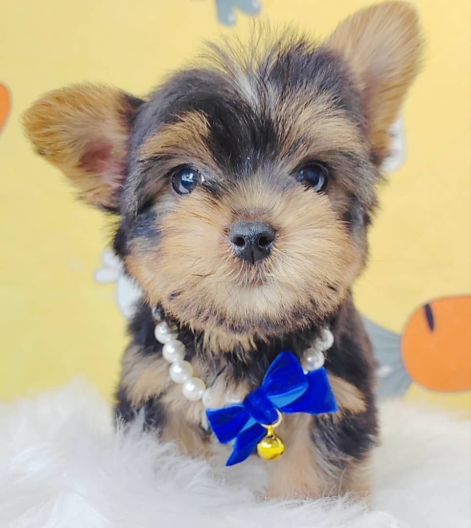 Yorkshire Terrier 约克夏