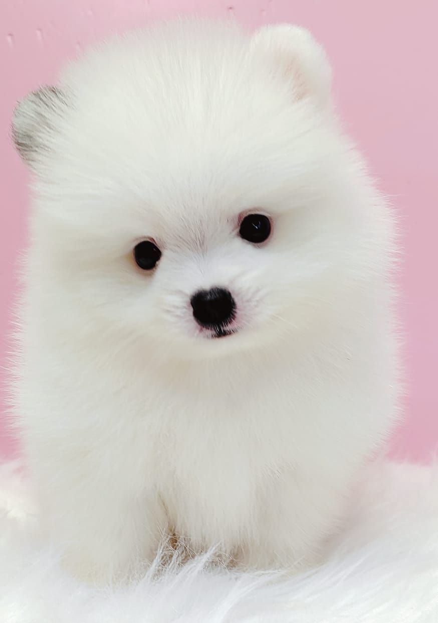 Pomeranian 博美