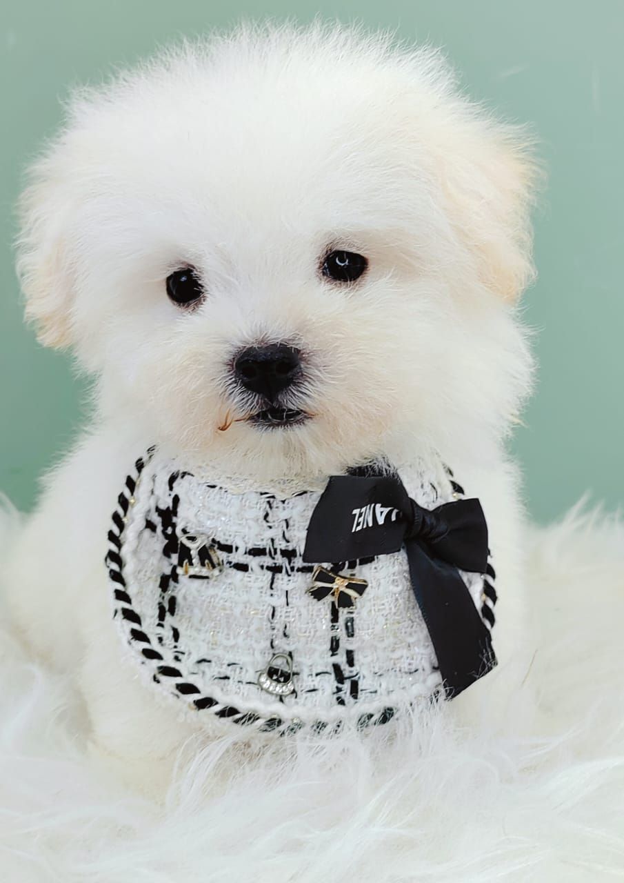 Maltipoo 马尔泰迪
