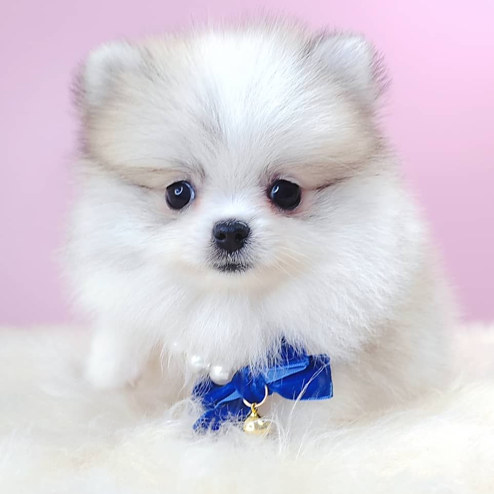 Pomeranian 博美