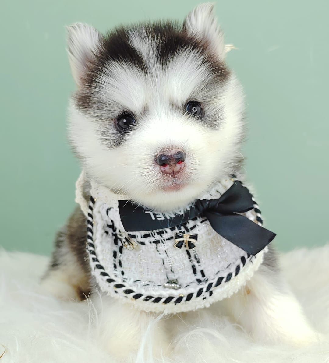 Pomsky 博士奇