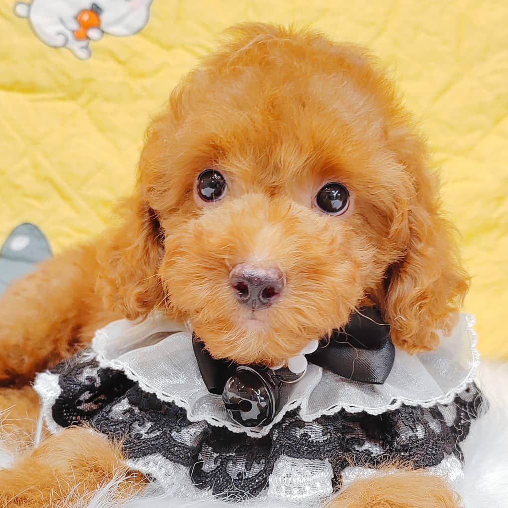 Poodle 娉拌开璐靛