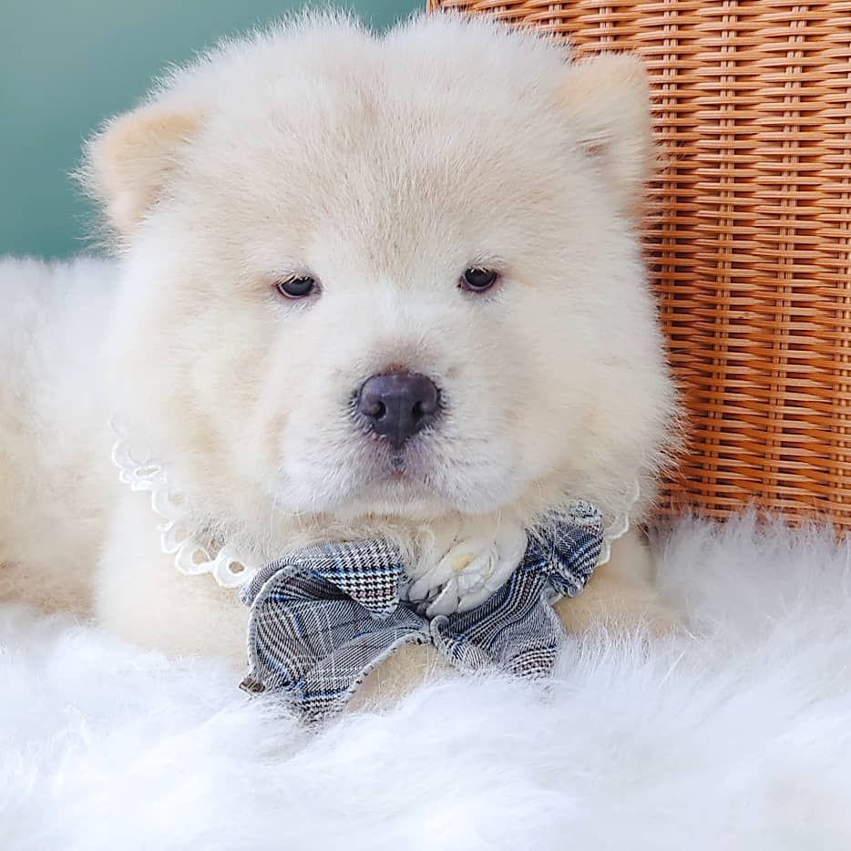 Chow Chow 松狮犬
