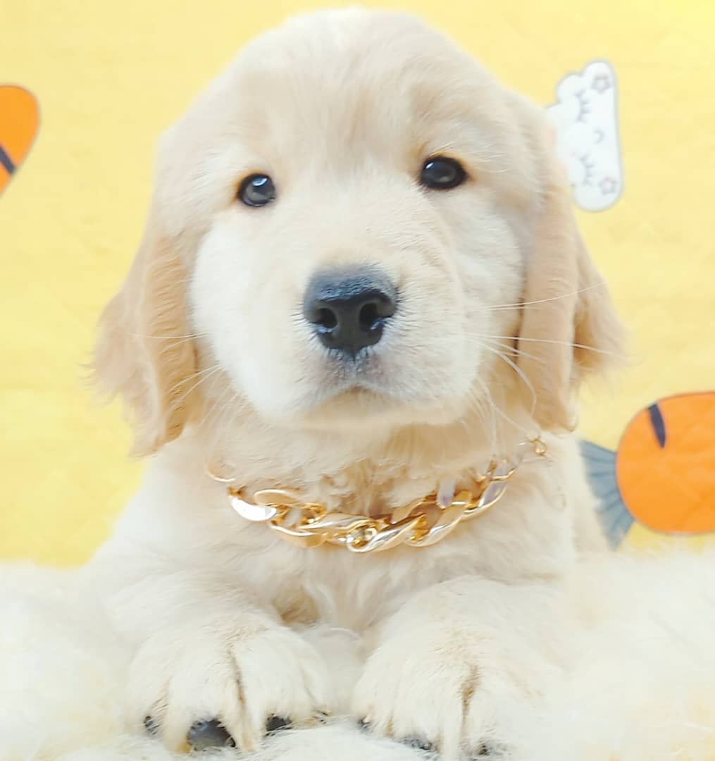 Golden Retriever 黄金猎犬