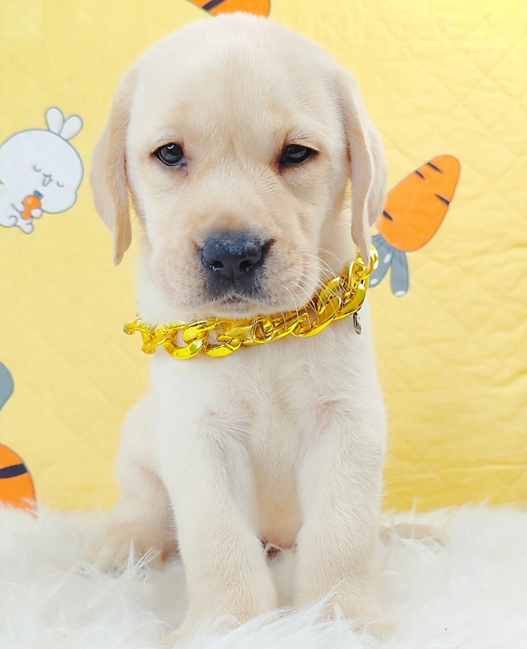 Labrador Retriever 拉布拉多
