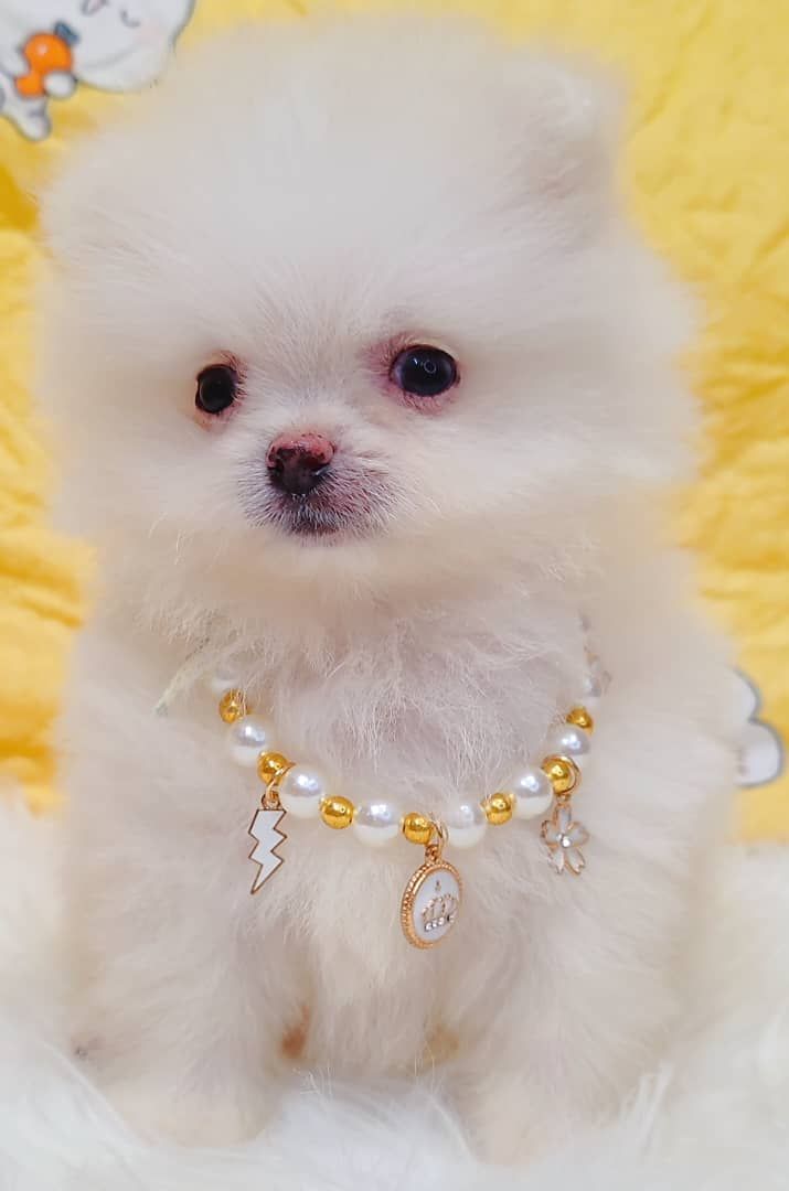 Pomeranian 博美