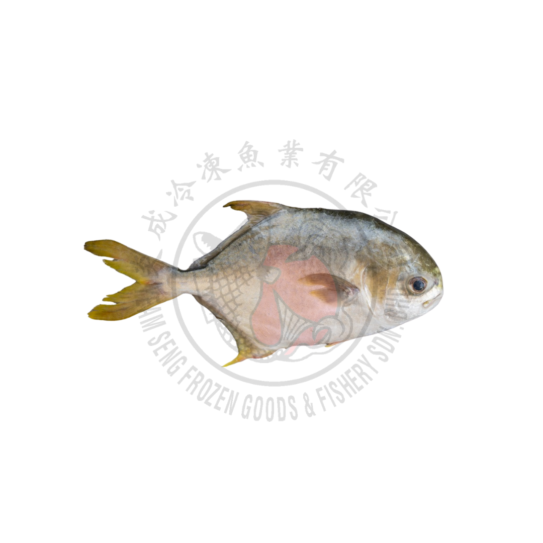 Golden Pomfret Wholeround