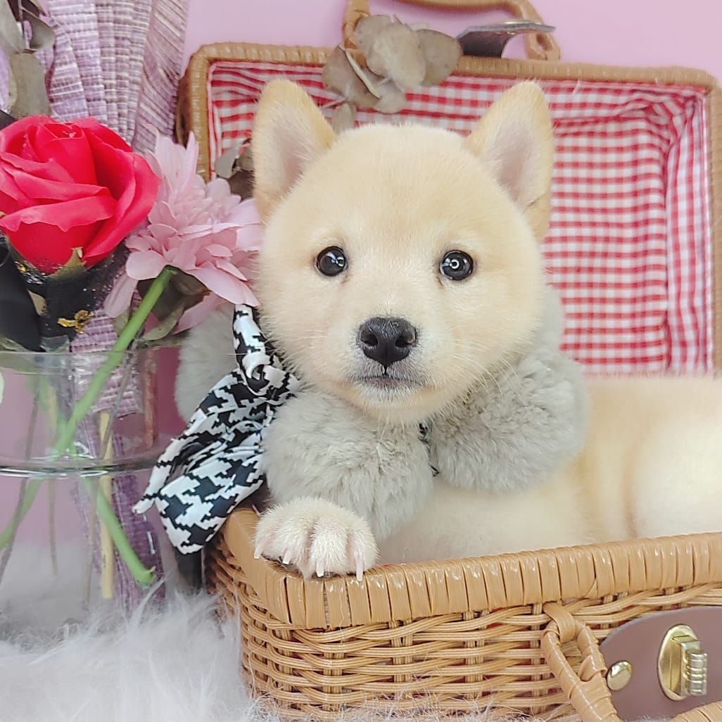Shiba Inu 柴犬