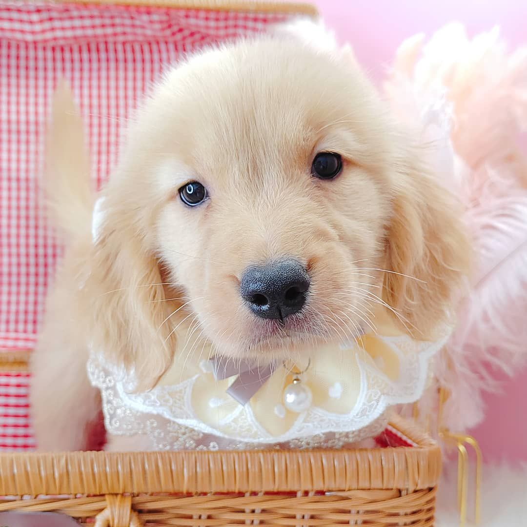 Golden Retriever 黄金猎犬