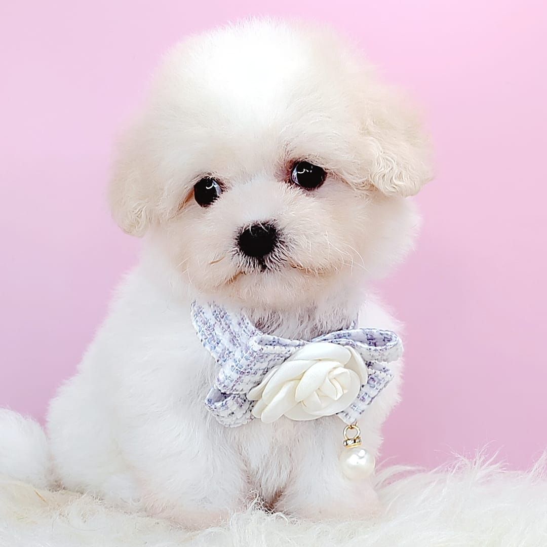 Poochon 泰迪熊