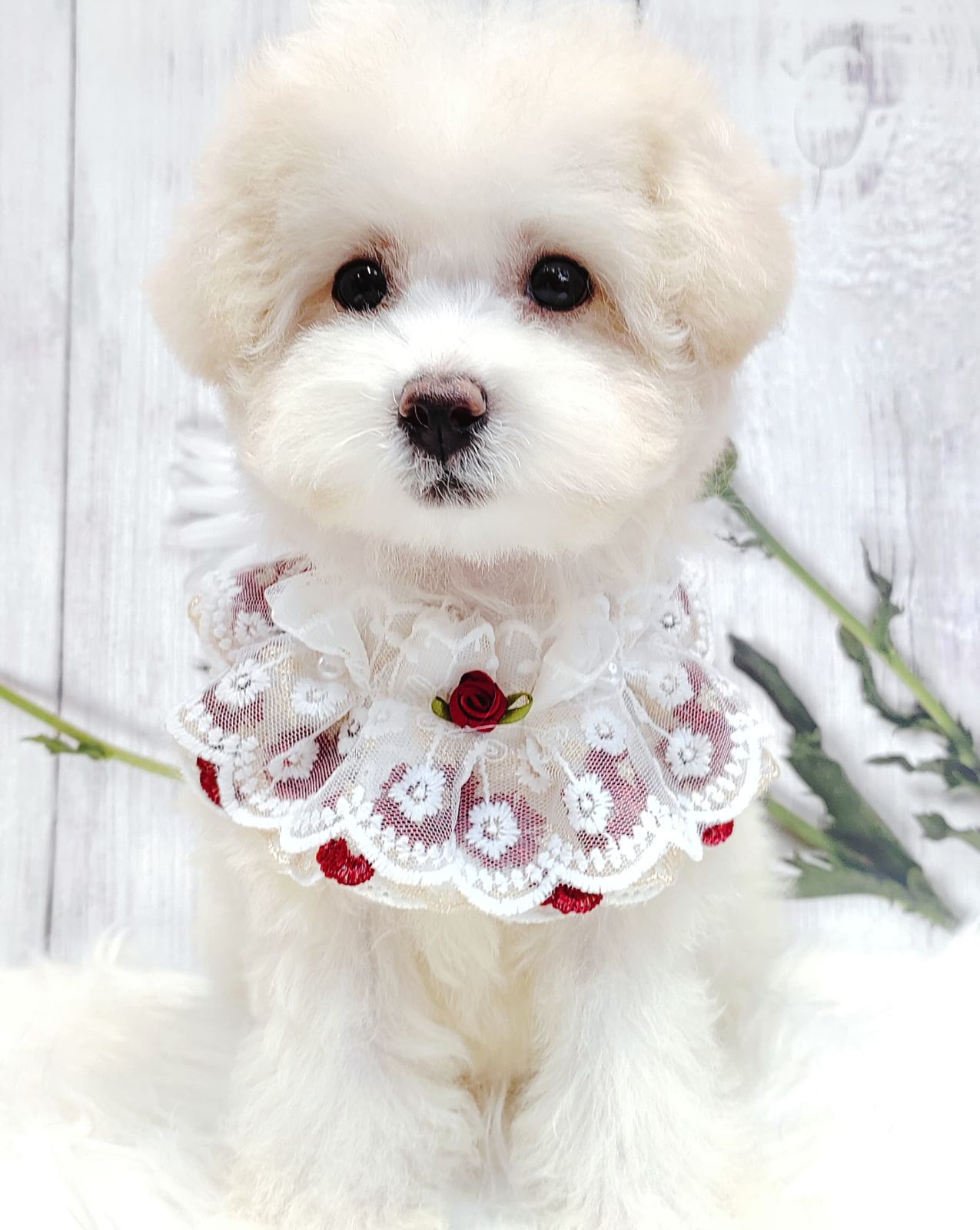 Maltipoo 马尔泰迪
