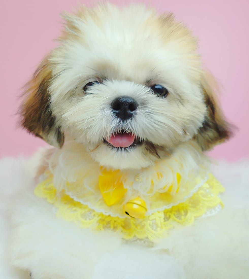 Shih Tzu 西施
