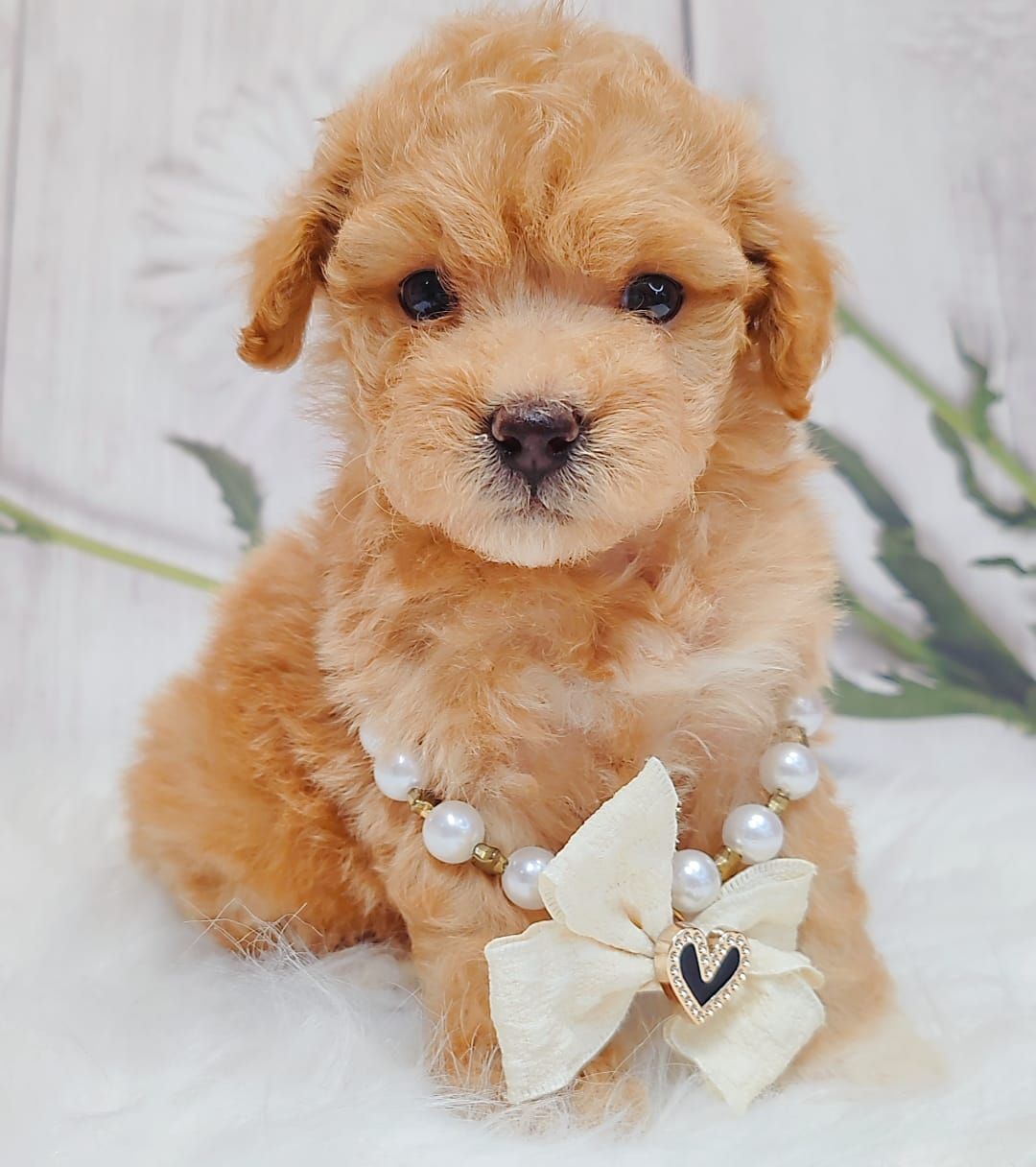 Maltipoo 马尔泰迪