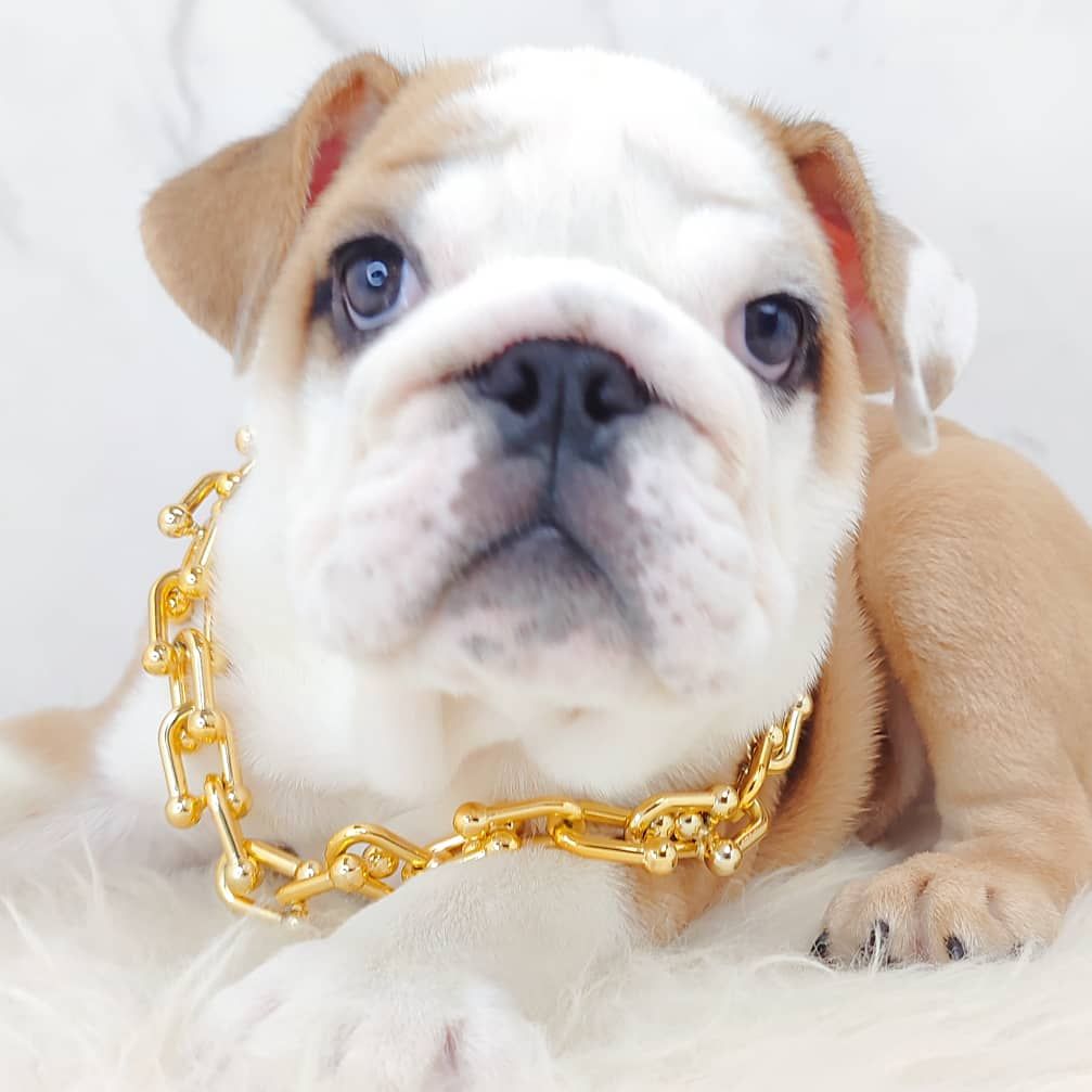 English Bulldog 英斗