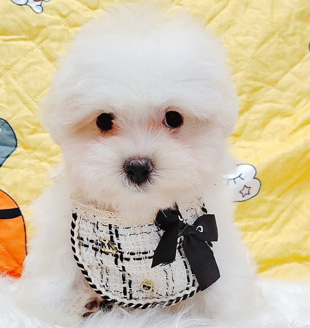 Maltipoo 马尔泰迪