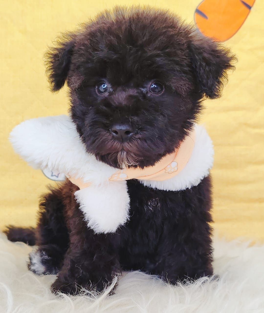 Poodle 娉拌开璐靛