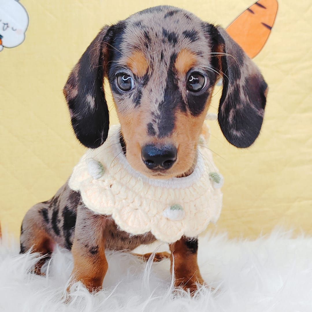 Dachshund 腊肠狗