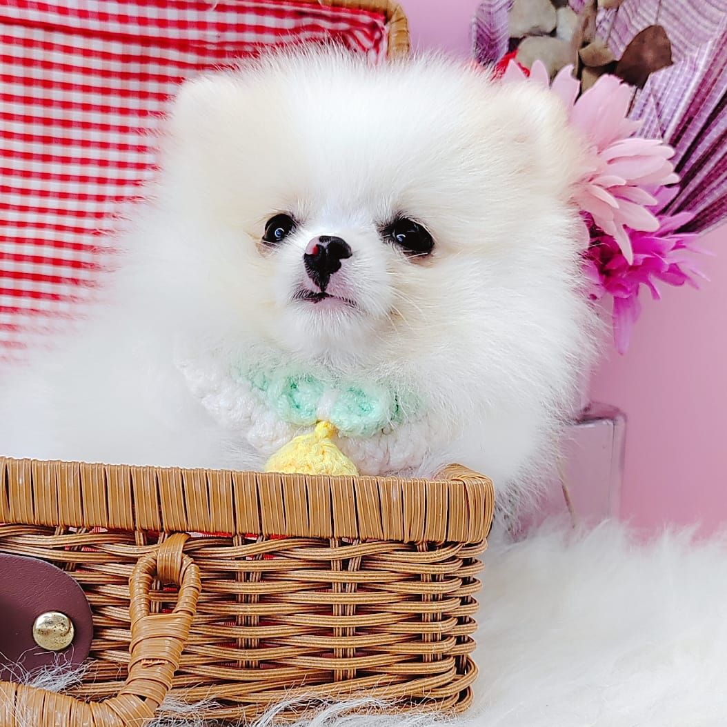 Pomeranian 博美