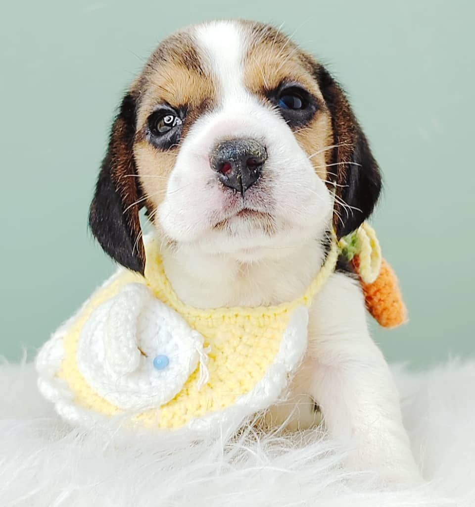 Beagle 米格鲁