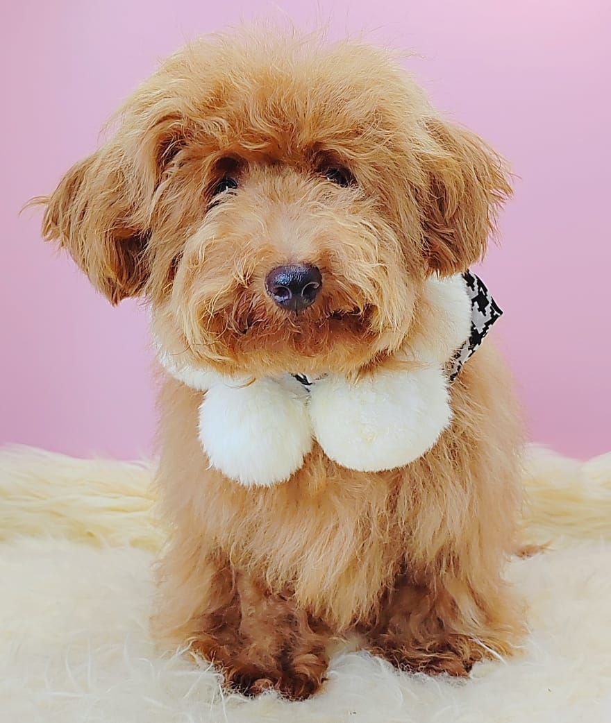 Poodle 娉拌开璐靛