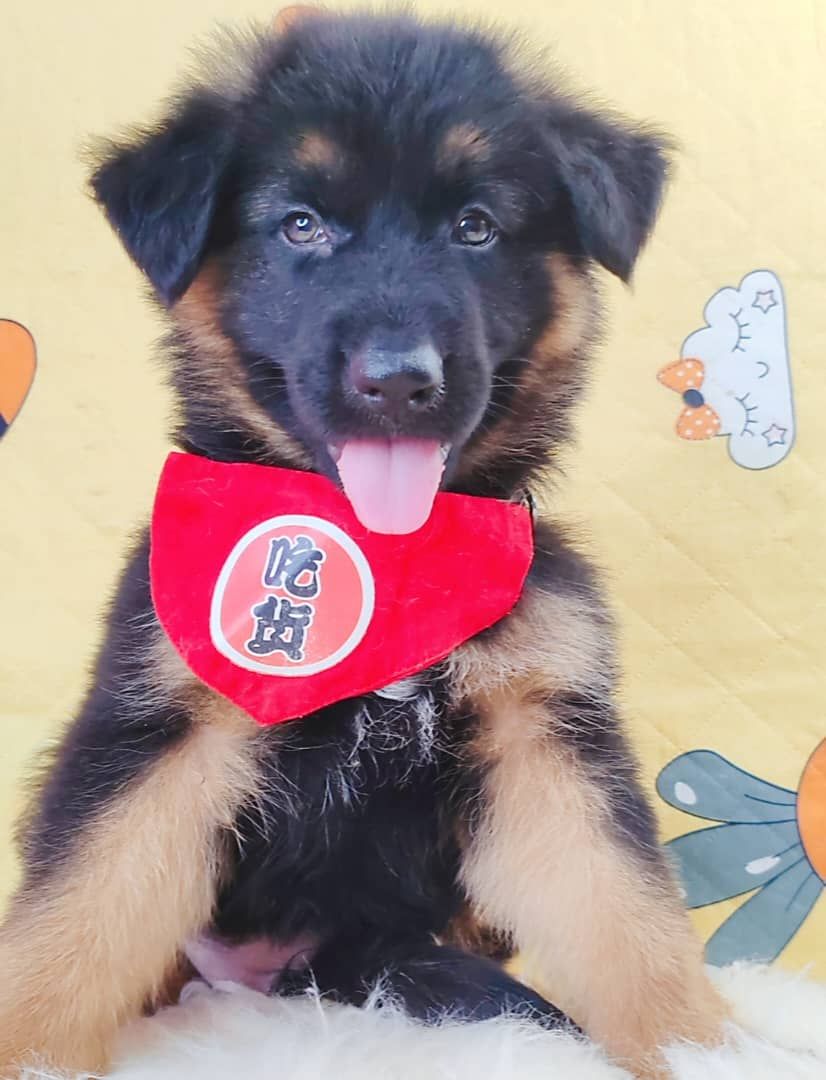 German Shepherd 德国牧羊犬