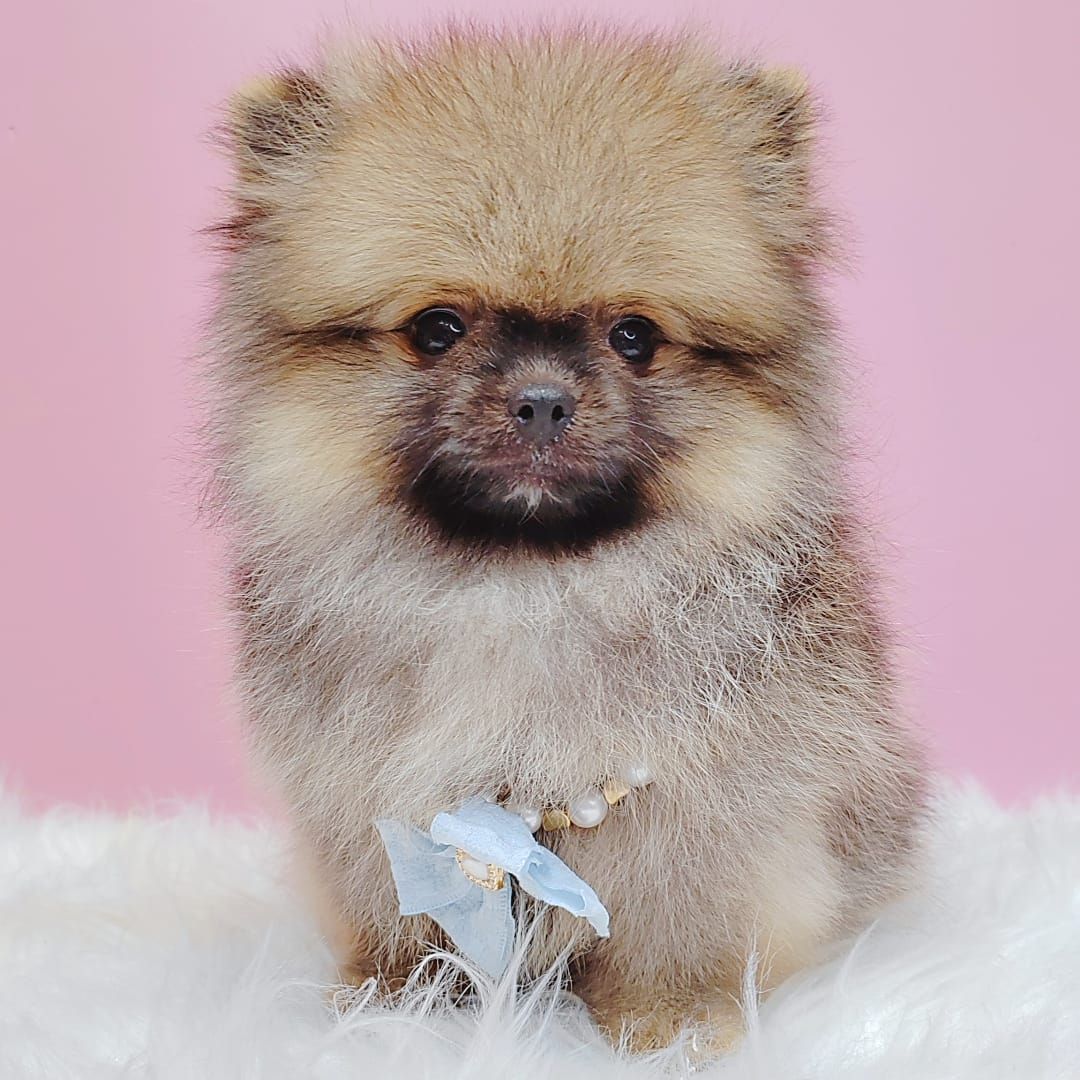 Pomeranian 博美