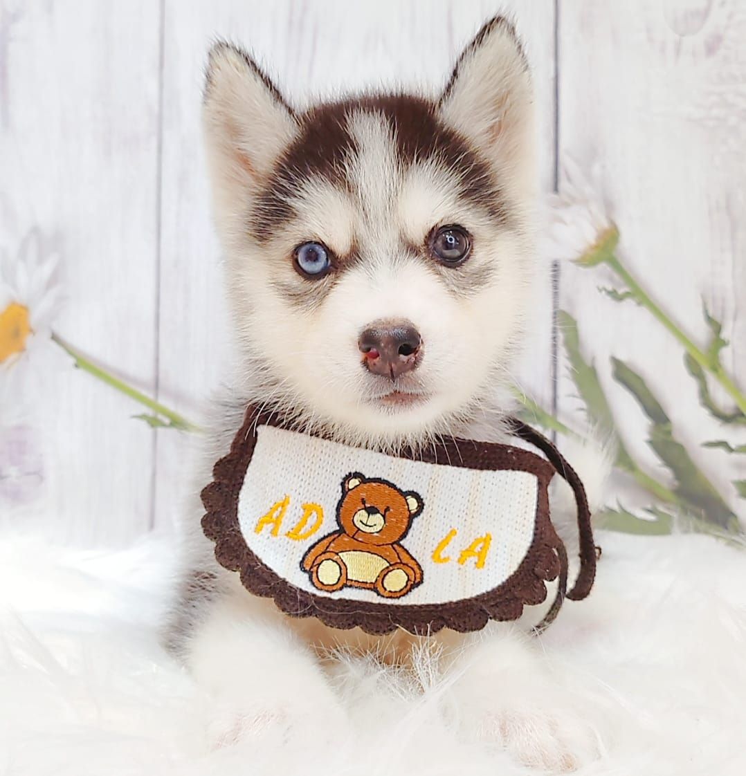 Pomsky 博士奇