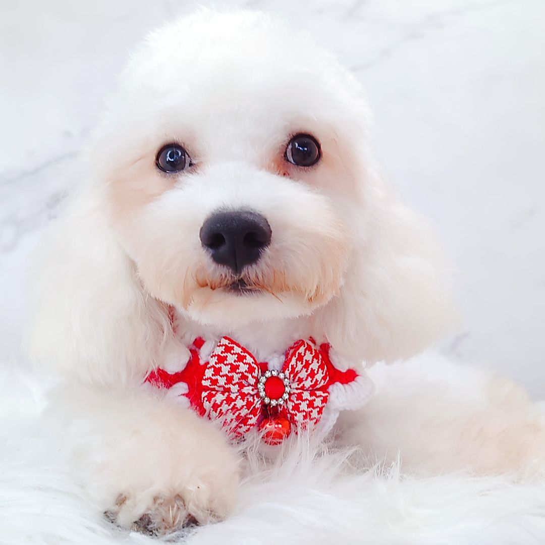Maltipoo 马尔泰迪