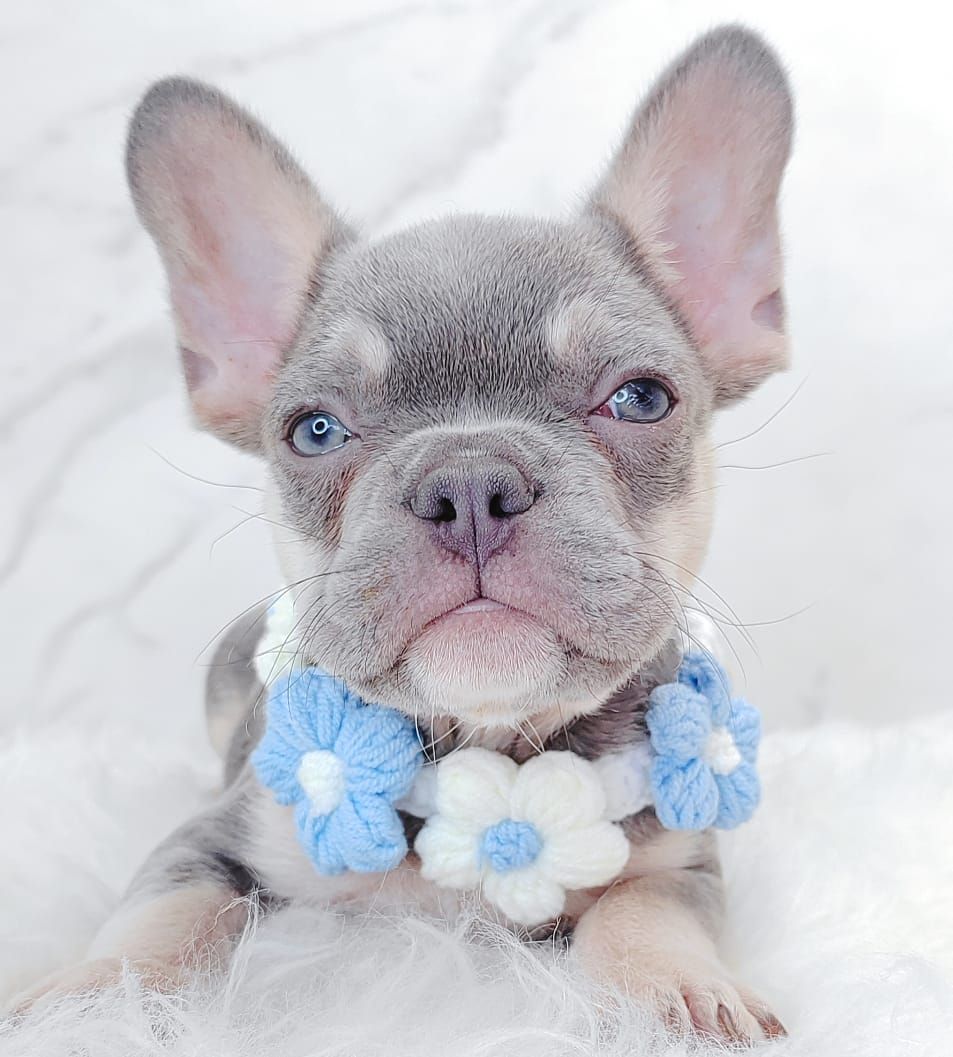 French Bulldog 法斗