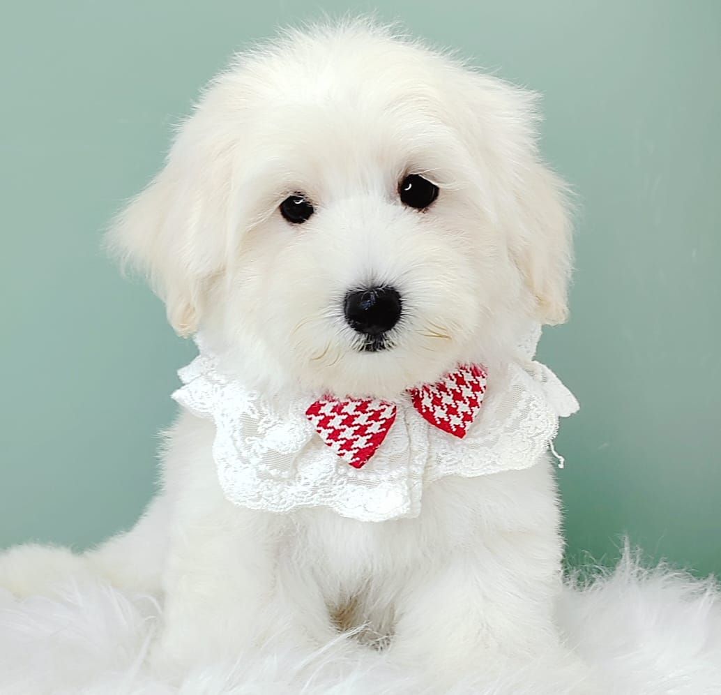 Maltipoo 马尔泰迪