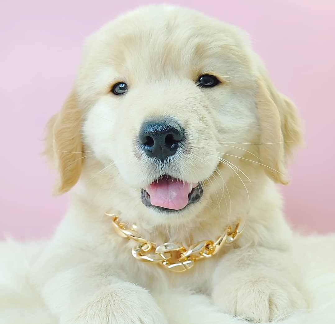 Golden Retriever 黄金猎犬
