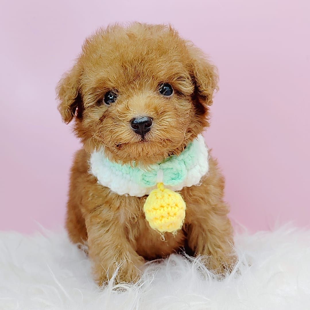 Poodle 娉拌开璐靛