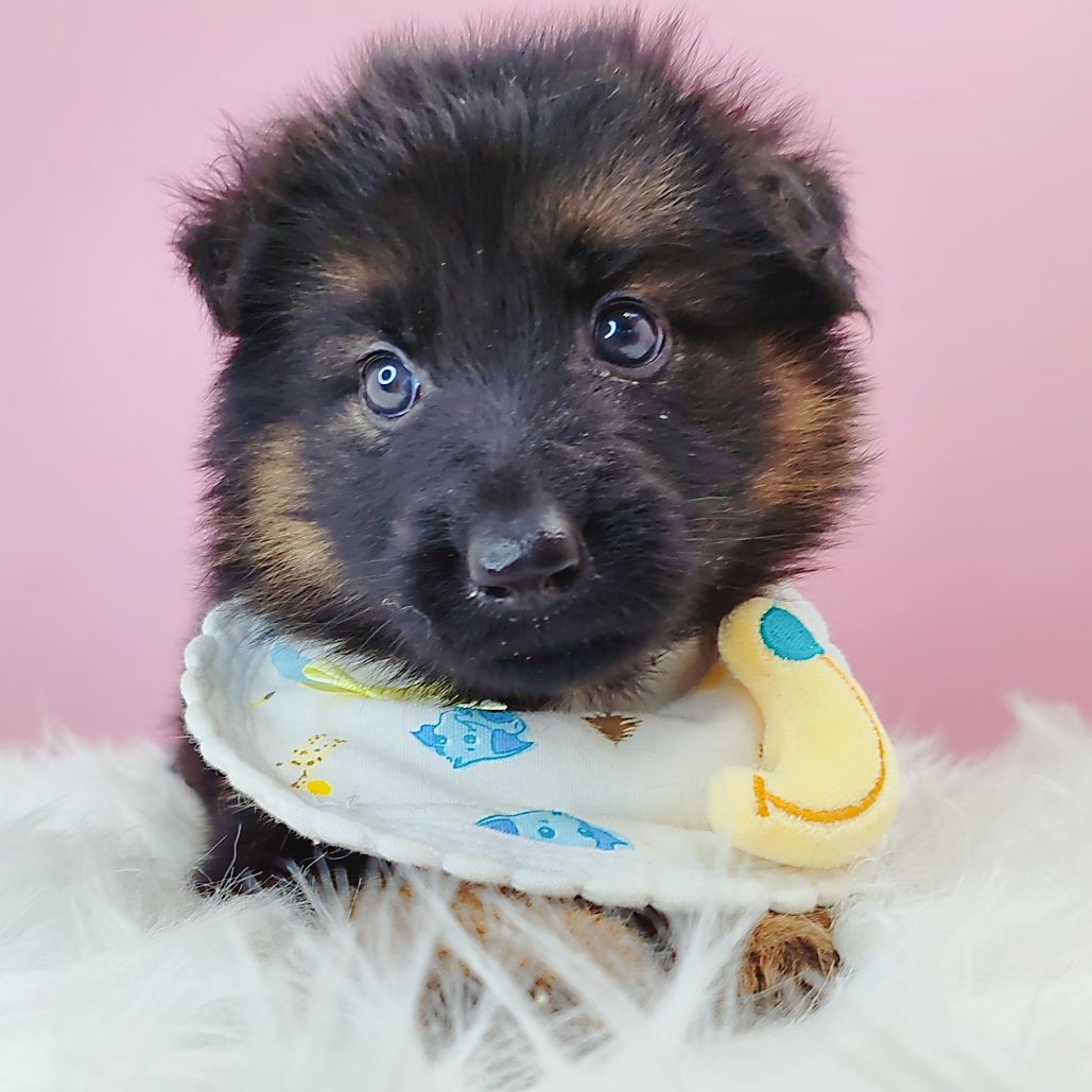 German Shepherd 德国牧羊犬