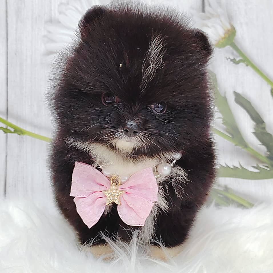 Pomeranian 博美