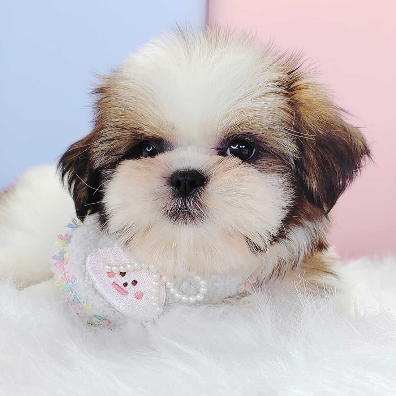 Shih Tzu 西施