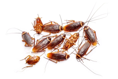 Cockroaches Pest Control