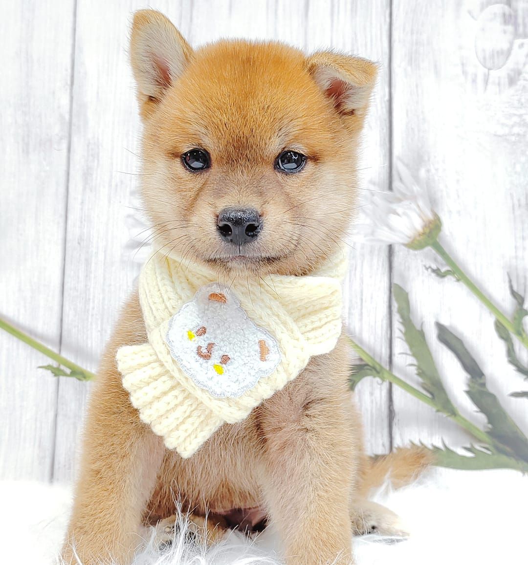 Shiba Inu 柴犬