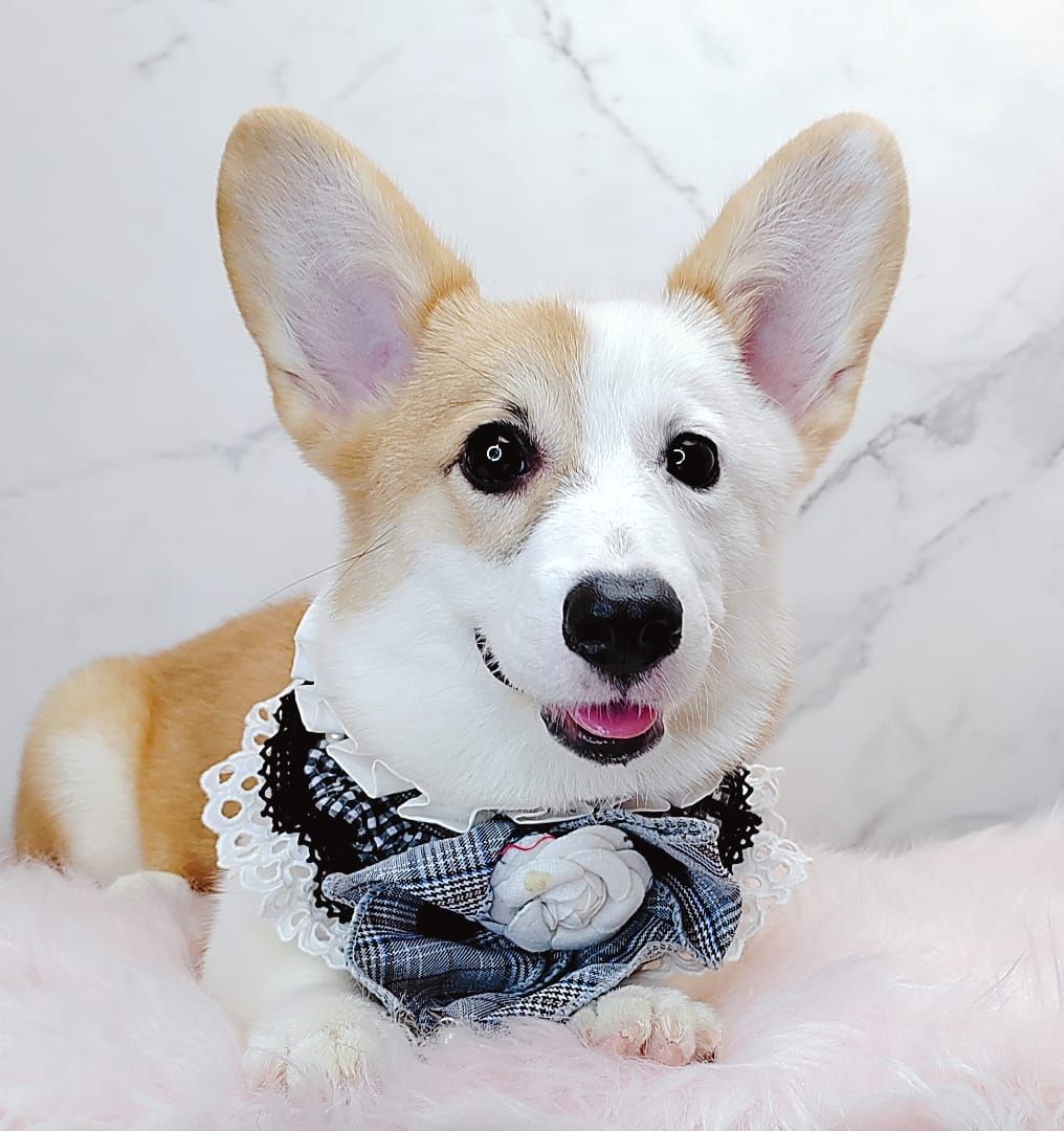 Welsh Corgi 柯基