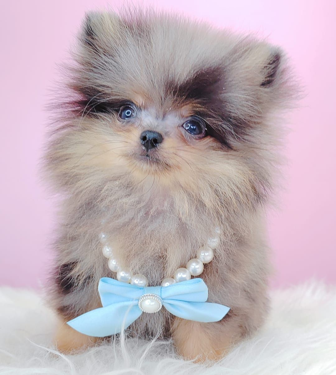Pomeranian 博美